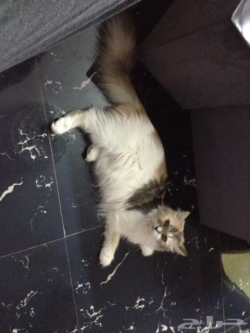قطة شيرازية امريكية مع اغراضها للبيع  (image 2)