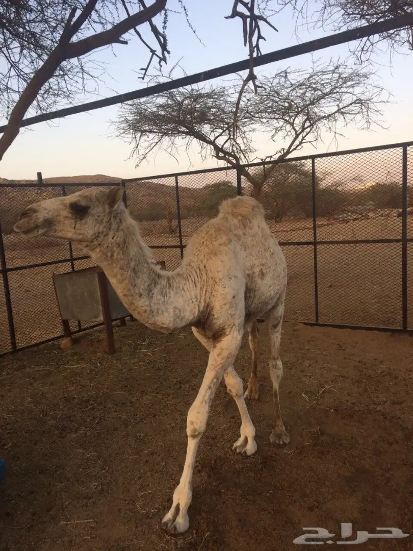 قعود مفرود للبيع ))