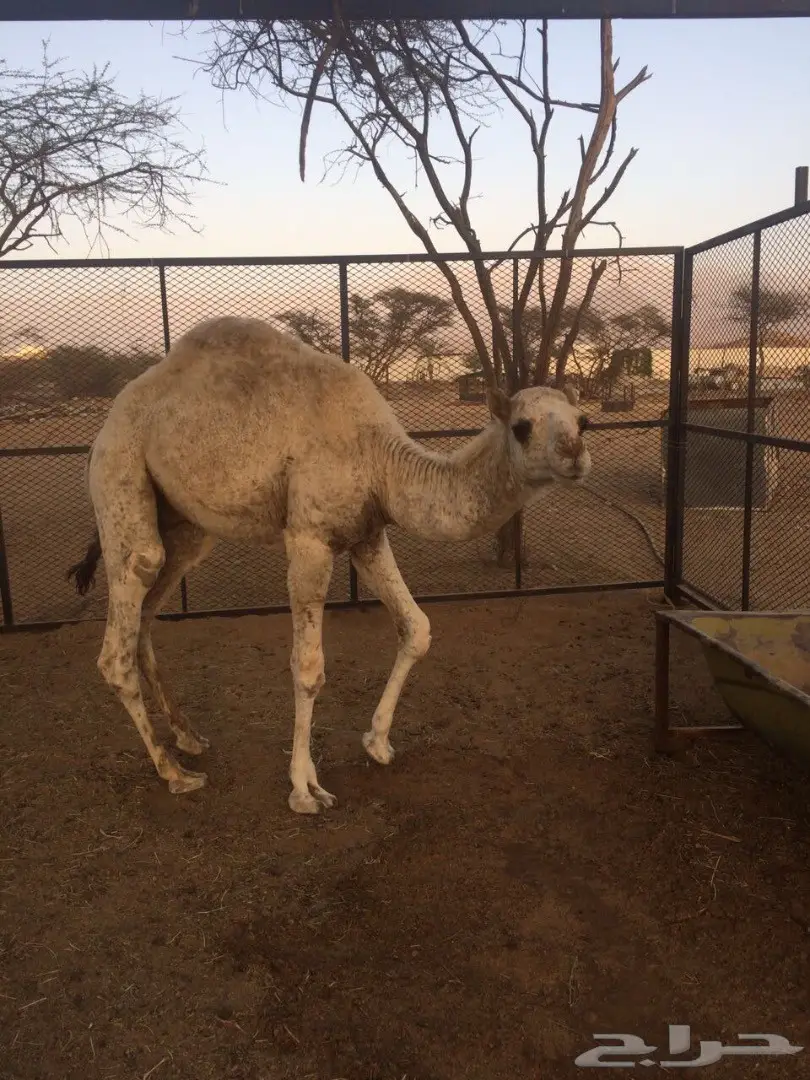 قعود مفرود للبيع )) (image 1)