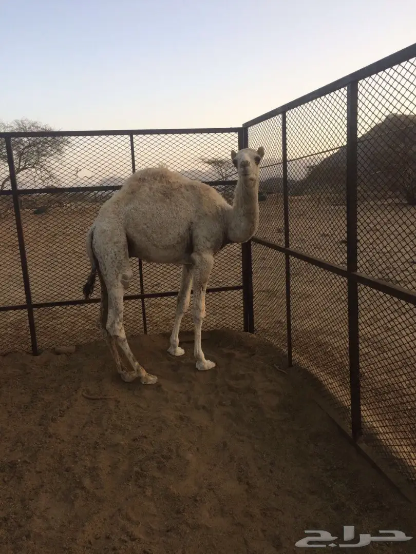 قعود مفرود للبيع )) (image 2)