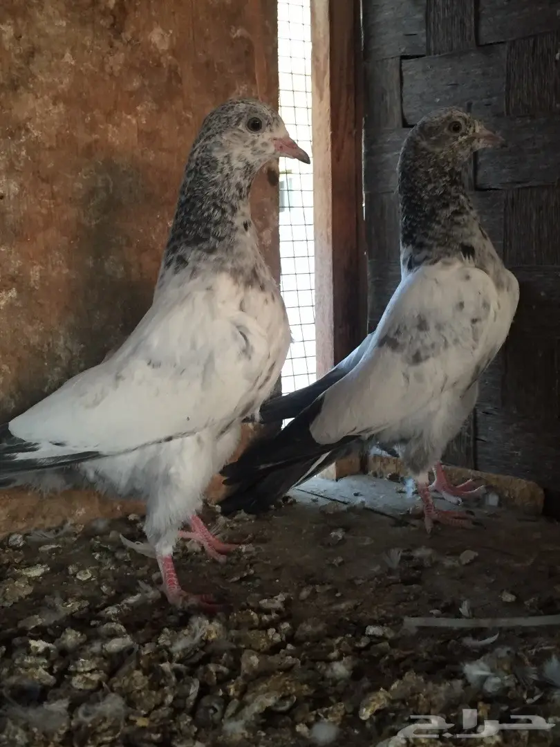 طبتين تيدي  (image 1)