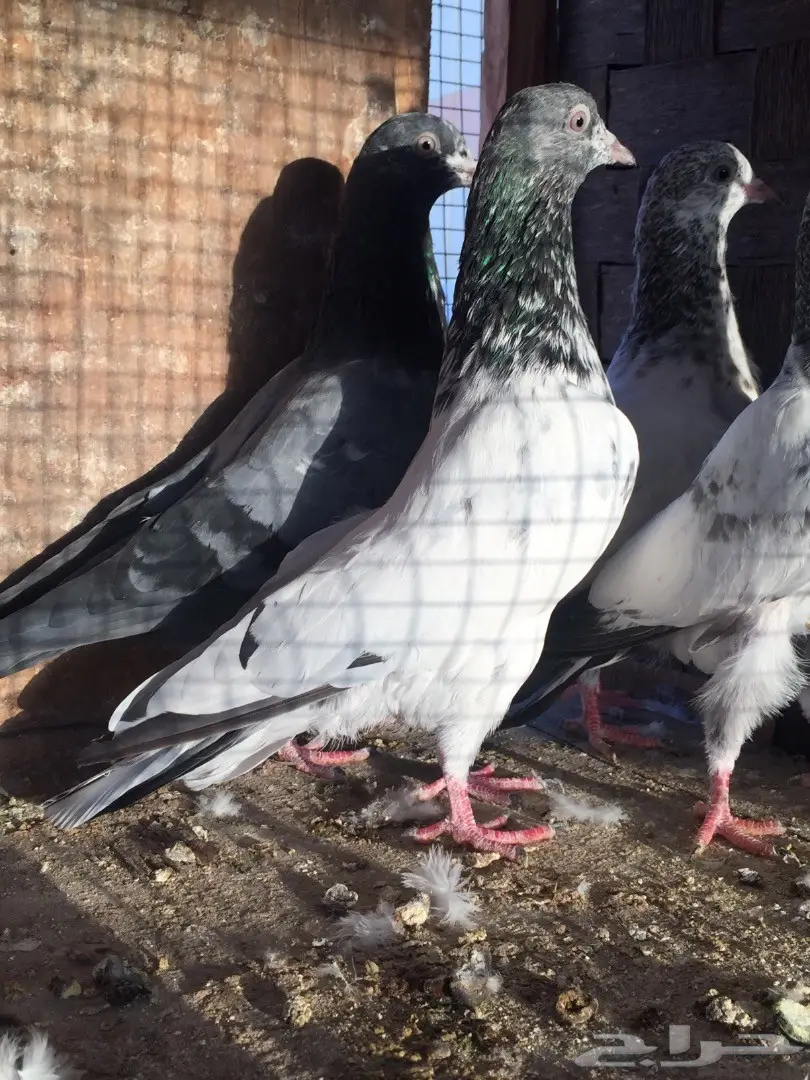 طبتين تيدي  (image 3)