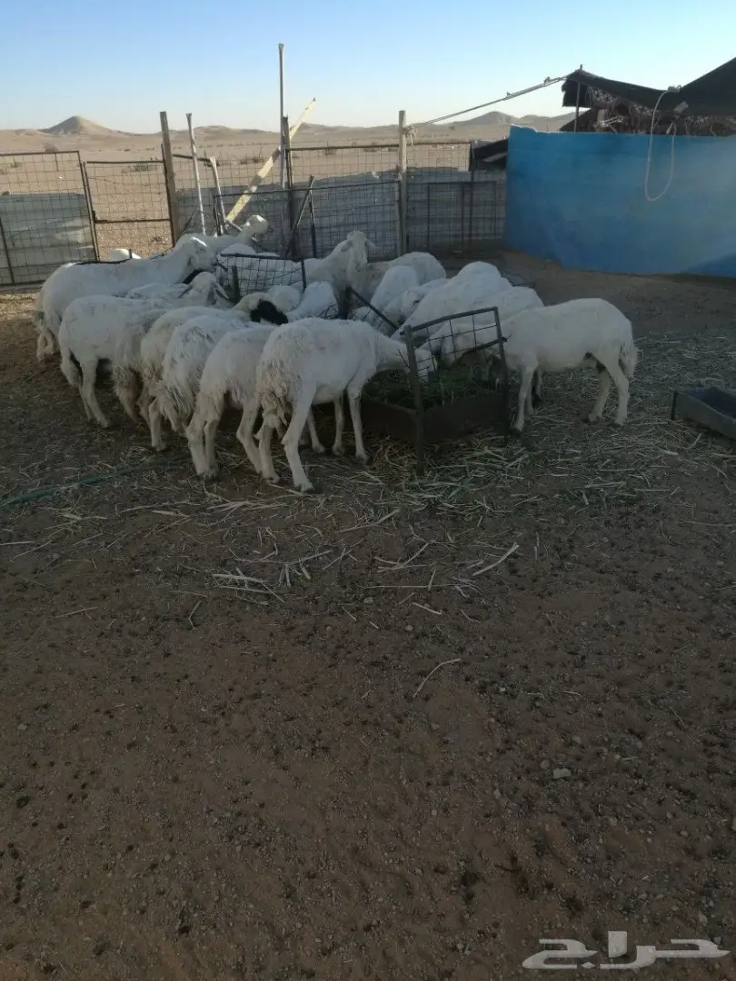 ضان حريات خلفات 30 يتبعها 30 (image 4)