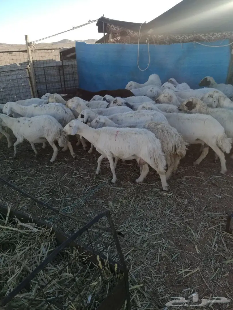 ضان حريات خلفات 30 يتبعها 30 (image 6)