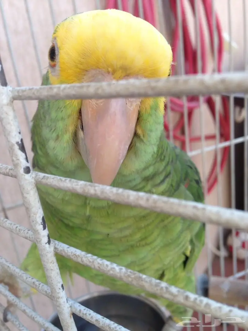 سماعات أمزوني دبل هد - جودة عالية!