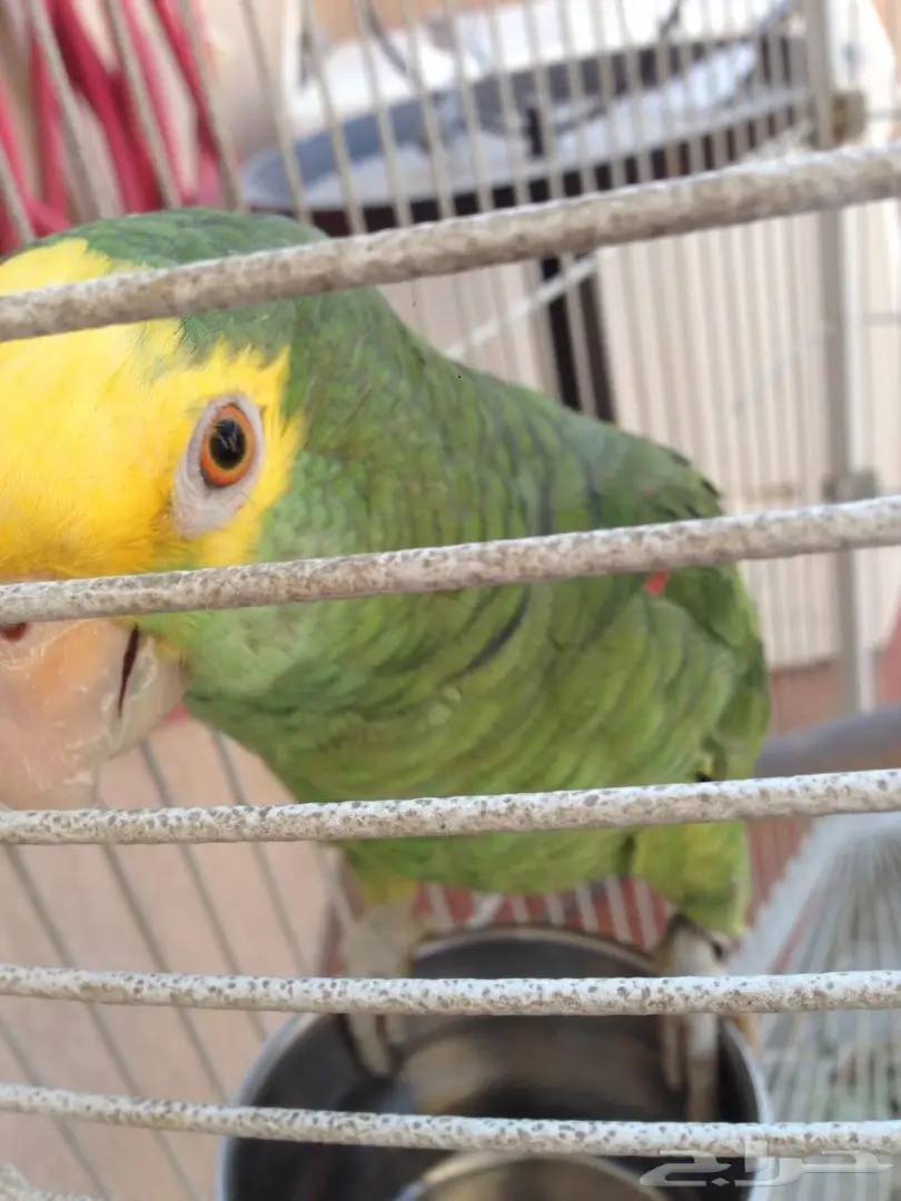 سماعات أمزوني دبل هد - جودة عالية! (image 1)