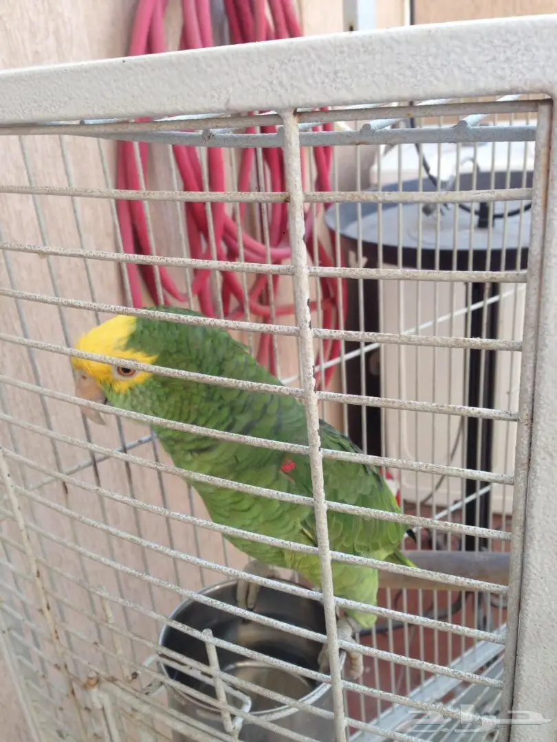 سماعات أمزوني دبل هد - جودة عالية! (image 2)