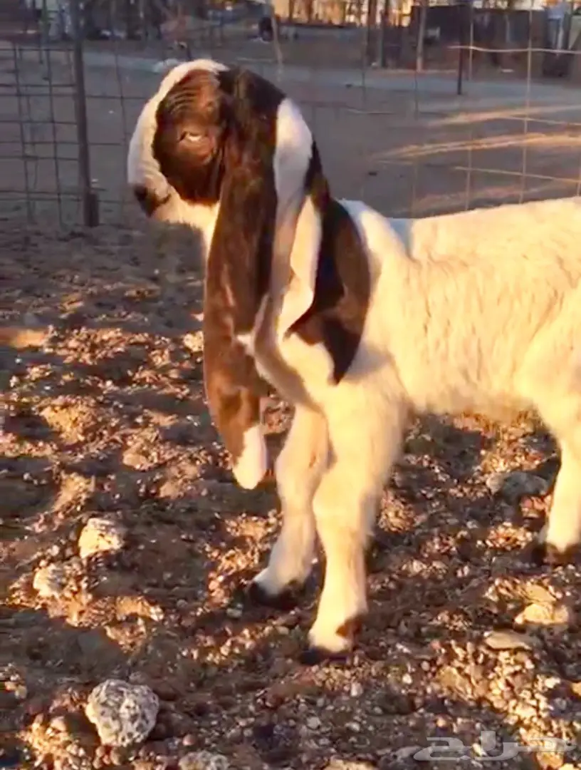 خيول للبيع - عِرقان ورباعيات - فرسان شباب (image 14)