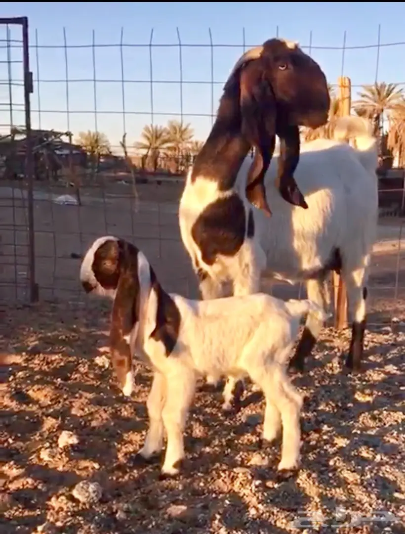 خيول للبيع - عِرقان ورباعيات - فرسان شباب (image 13)