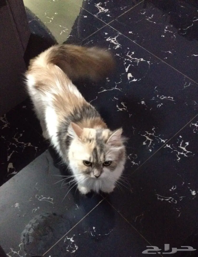 قطة شيرازية امريكية مع اغراضها للبيع  (image 3)