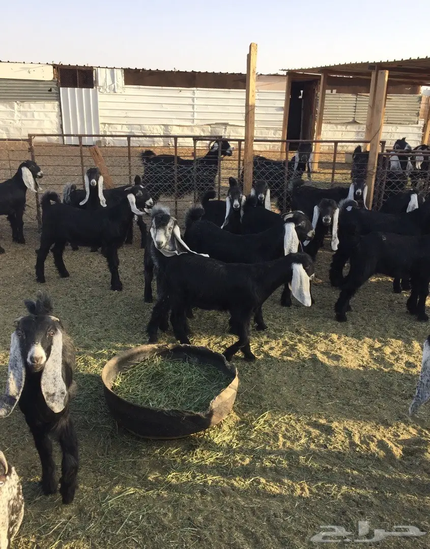 50 تيوس وجفرات - انتاج مراح واحد - 3 شهور عمر (image 4)