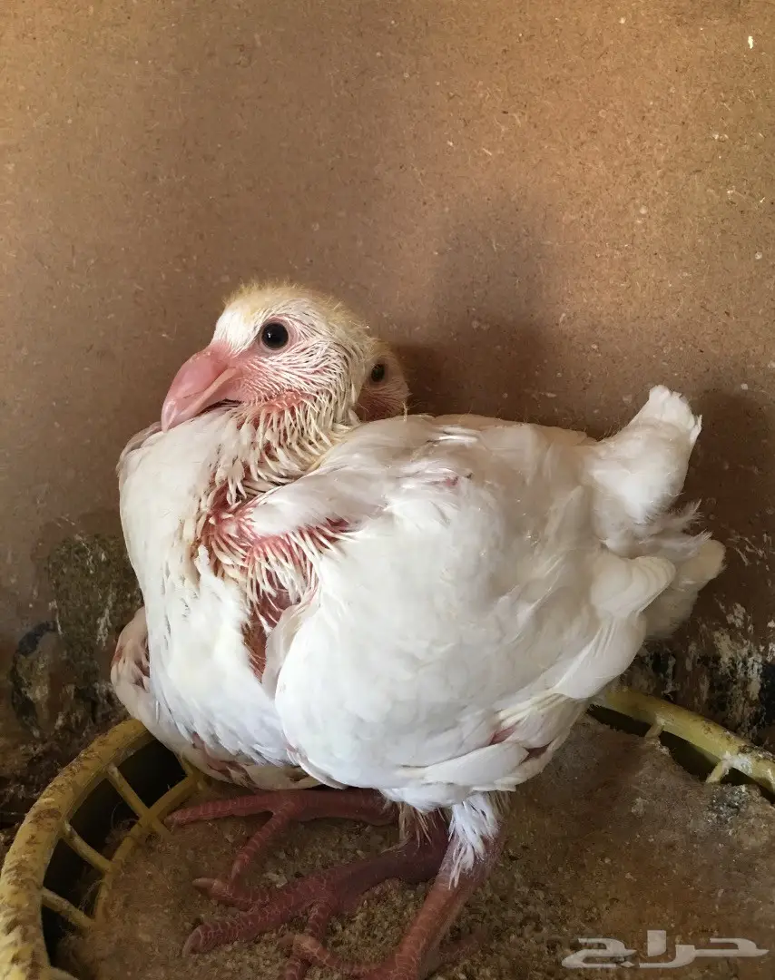 جوز مالتيز منتج (image 3)