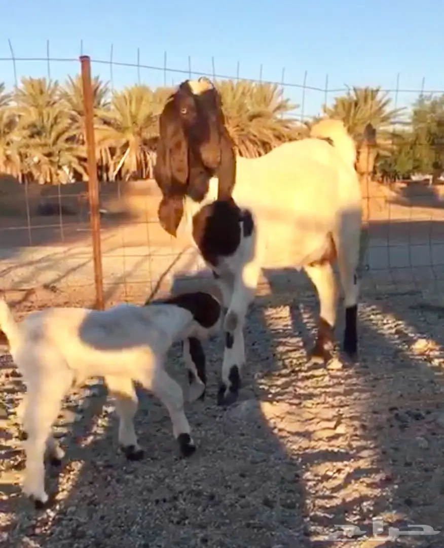 خيول للبيع - عِرقان ورباعيات - فرسان شباب (image 17)