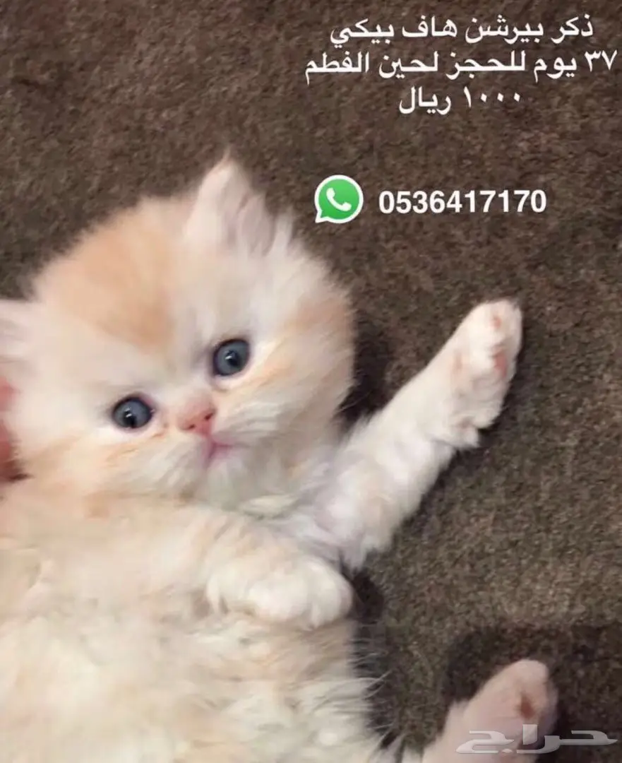 قطط للببع (image 1)