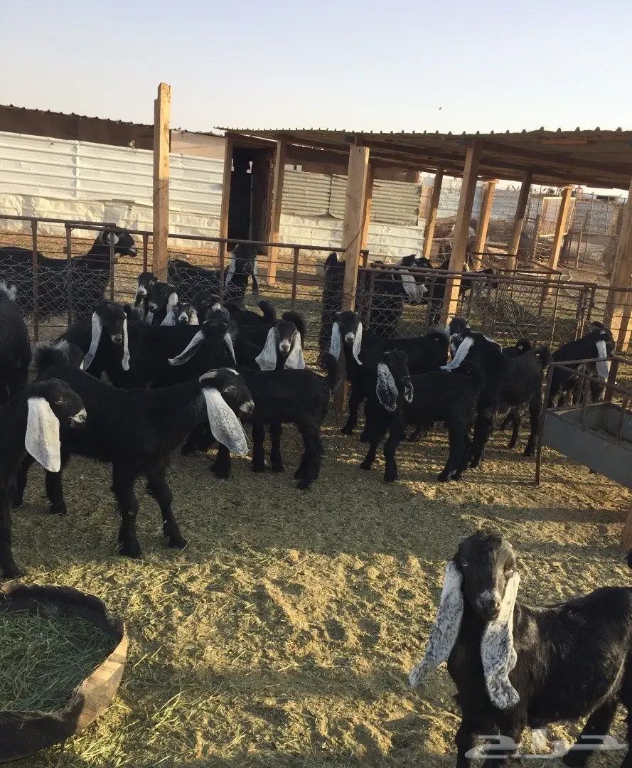 50 تيوس وجفرات - انتاج مراح واحد - 3 شهور عمر (image 2)