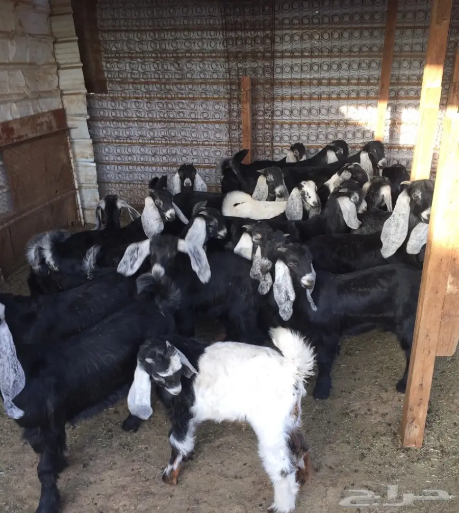 50 تيوس وجفرات - انتاج مراح واحد - 3 شهور عمر (image 10)