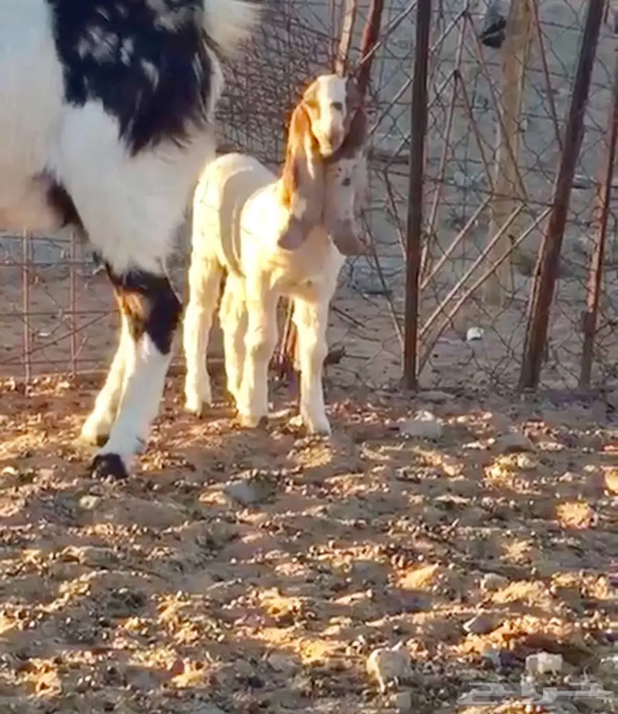 خيول للبيع - عِرقان ورباعيات - فرسان شباب