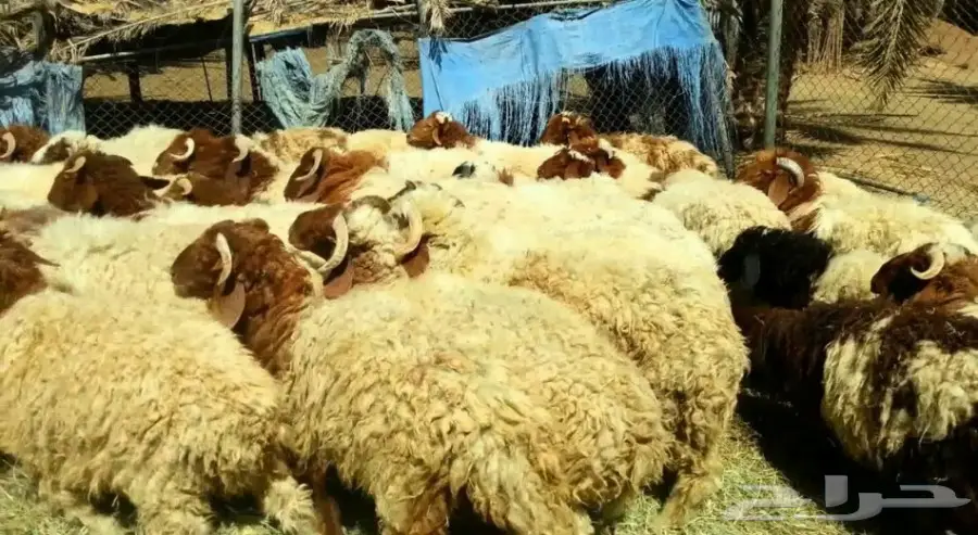 أشتري لك الأغنام وأذبحها وأوصلها أينما أنت