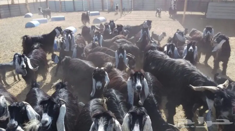 معزا عوارض للبيع