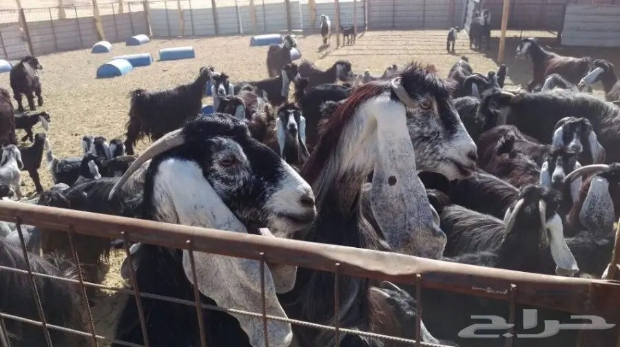 معزا عوارض للبيع (image 1)