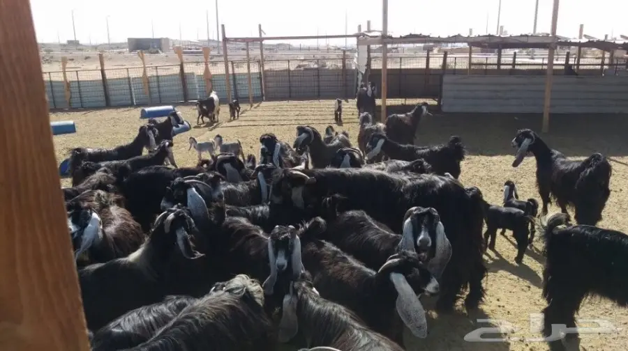 معزا عوارض للبيع (image 2)