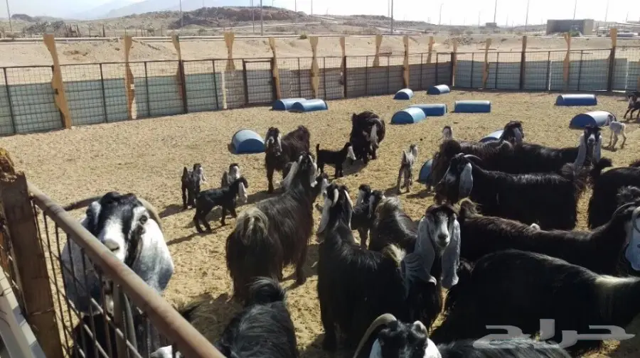 معزا عوارض للبيع (image 3)