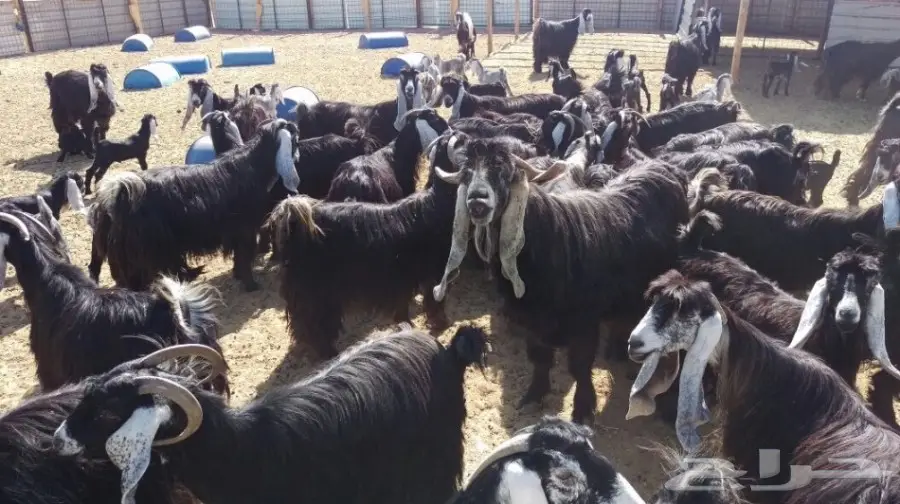 معزا عوارض للبيع (image 4)