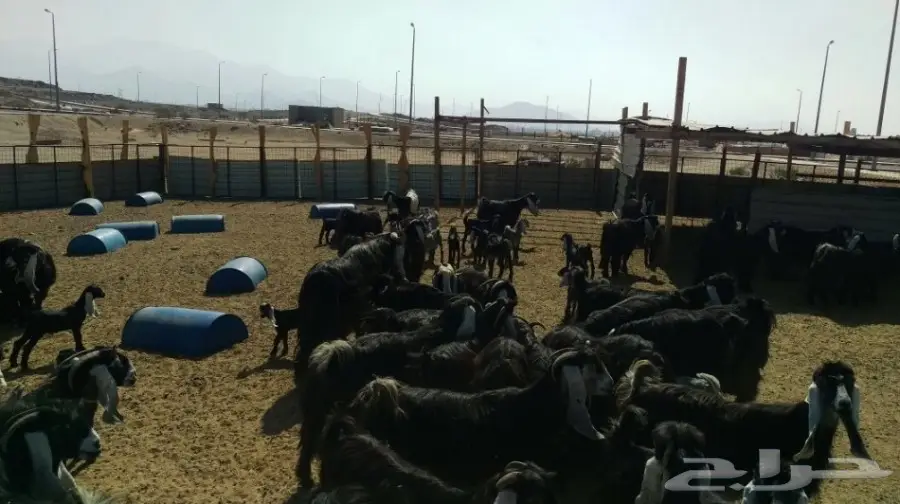 معزا عوارض للبيع (image 5)