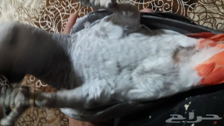 توليف كاسكو بمكة المكرمة وبأسعار مرضيه (image 2)