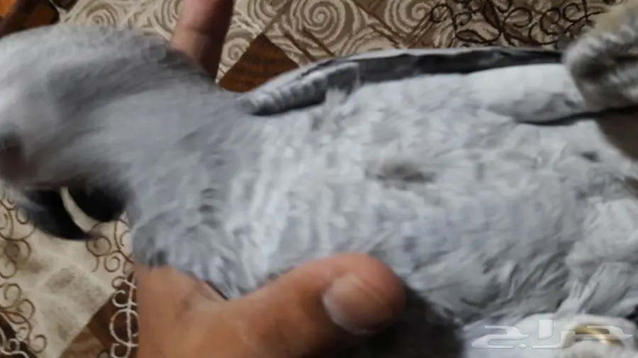 توليف كاسكو بمكة المكرمة وبأسعار مرضيه (image 3)