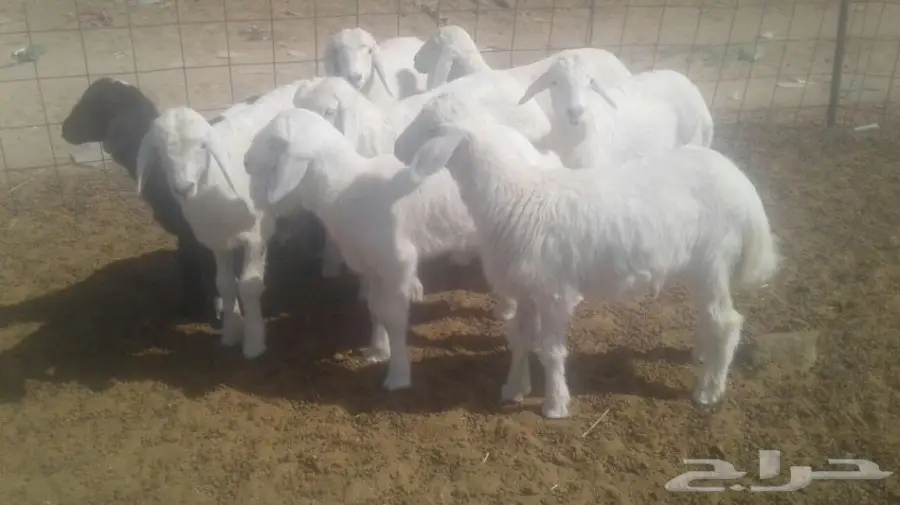 طليان حريه (image 1)