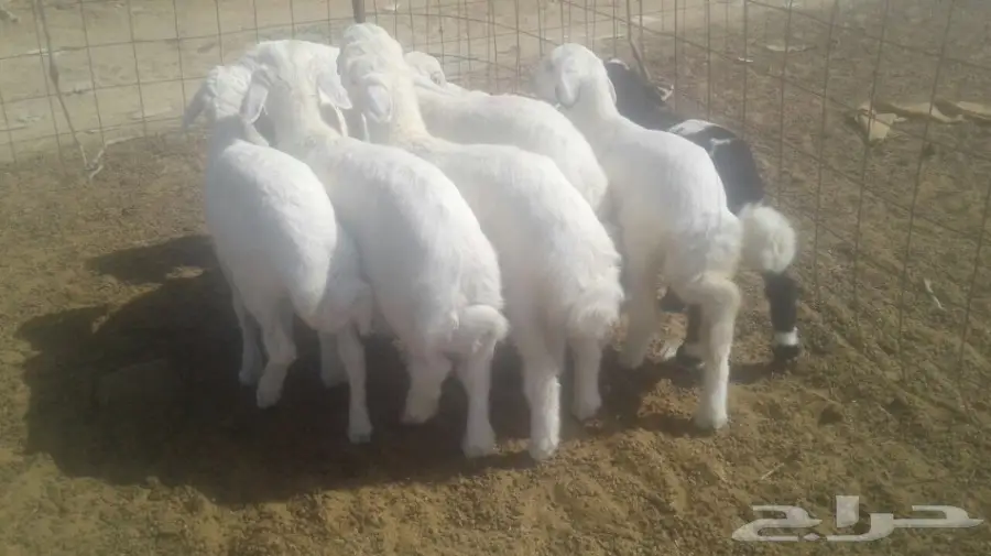 طليان حريه (image 2)