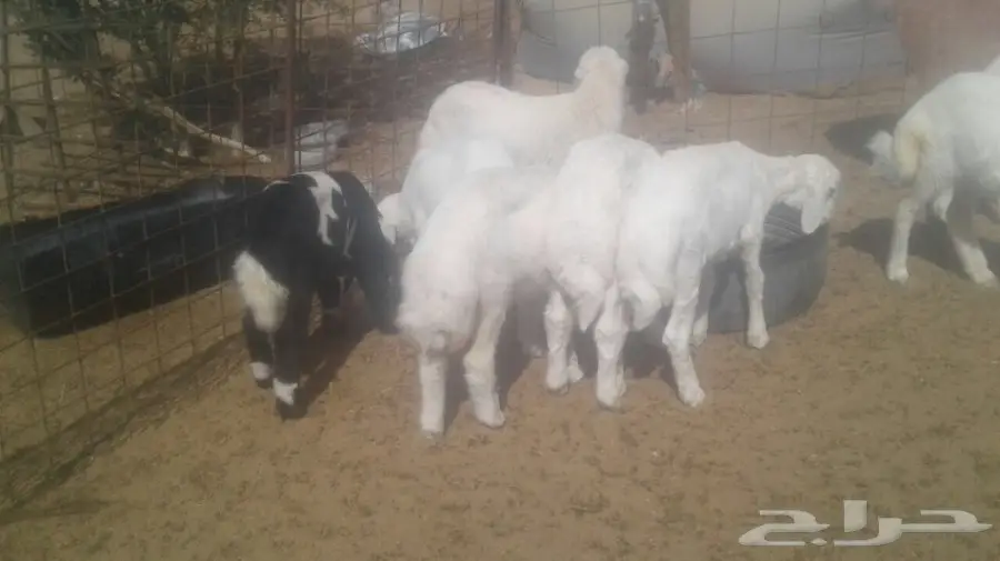 طليان حريه (image 3)