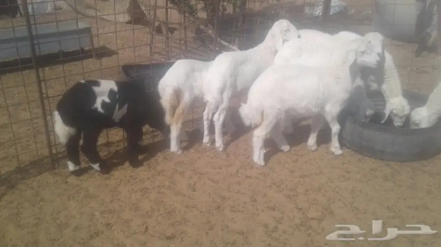 طليان حريه (image 4)