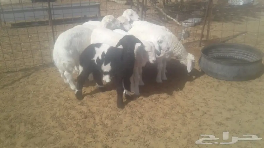 طليان حريه (image 5)