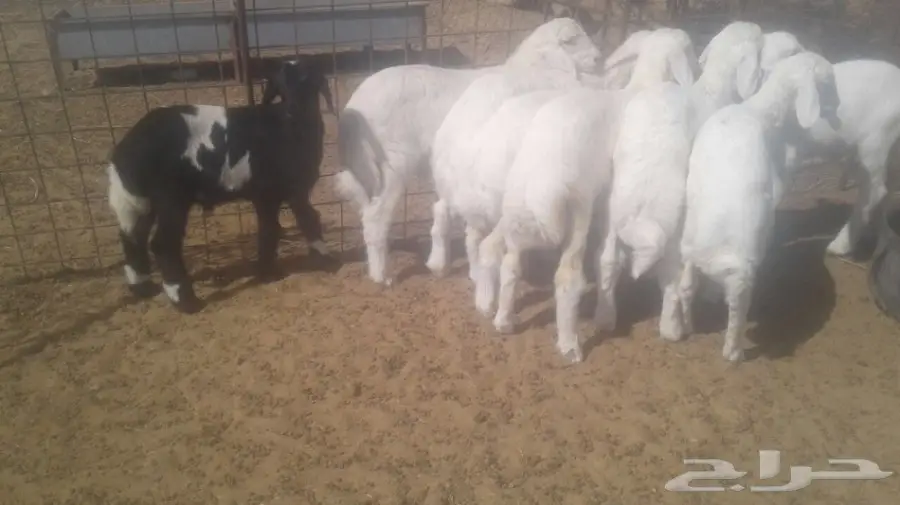 طليان حريه (image 6)