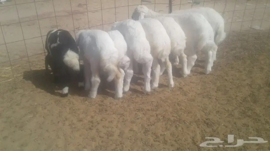 طليان حريه (image 7)