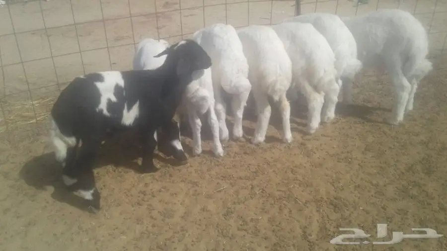 طليان حريه (image 8)