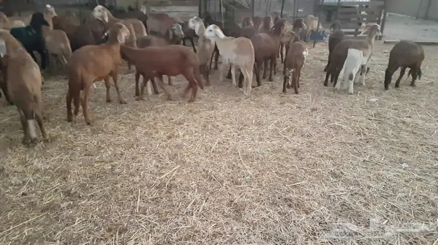 طليان سواكني حمري 3و4 شهور للمربين