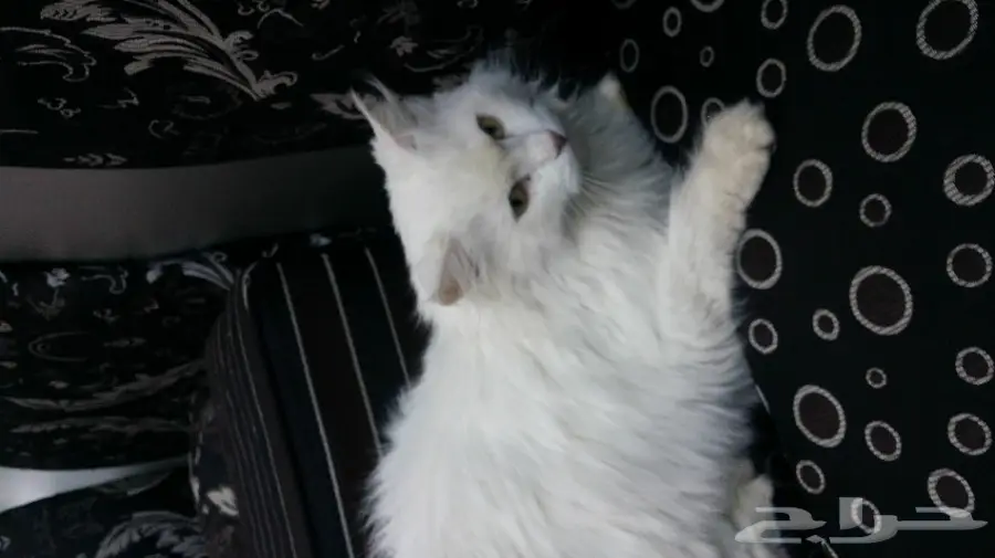 قطه للبيع شيرازي عمر 8 شهور  (image 1)