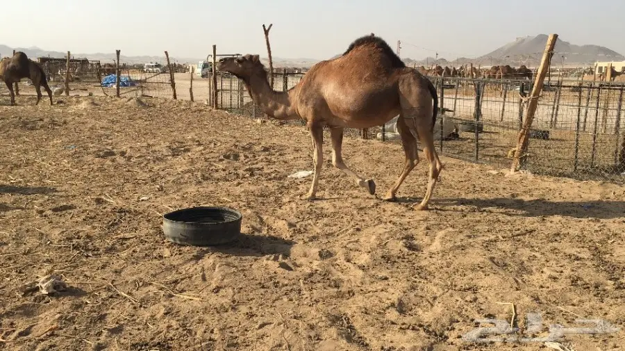 ناقه حمراء حايل الحد 2500 (image 4)