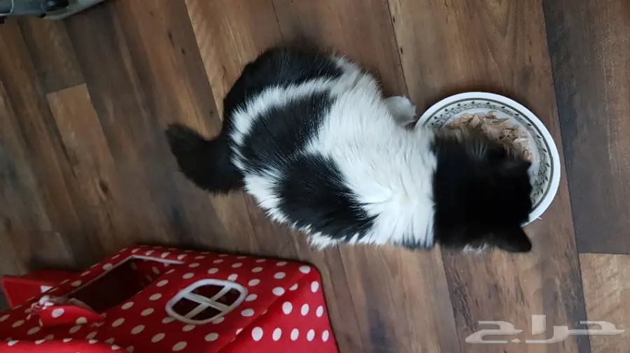 قط شيرازي  (image 3)