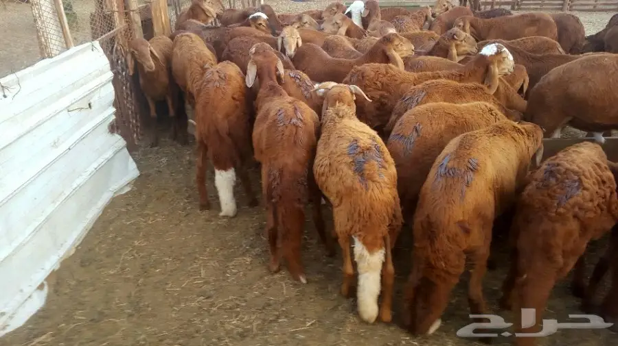 طليان سواكن حمريات تربية 4 اشهر مقفلة (image 8)