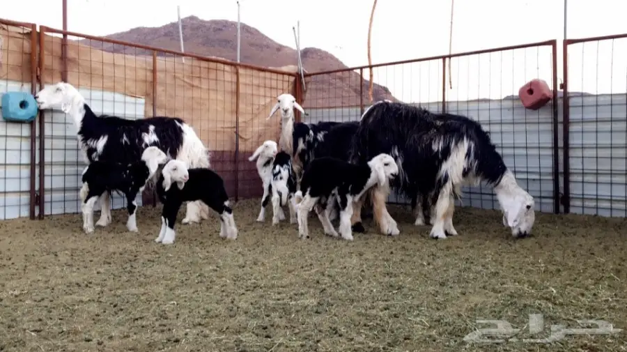 نجد ولد جرم وصحة  (image 2)