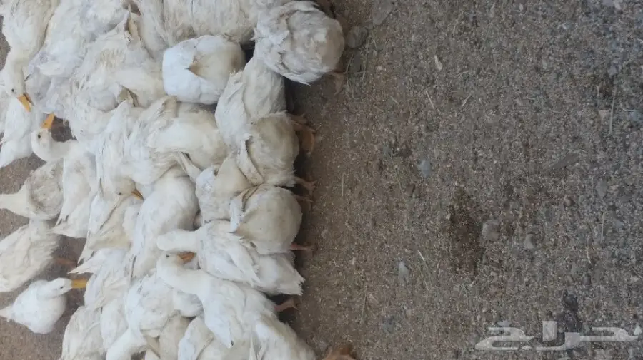 بط للبيع بمكه