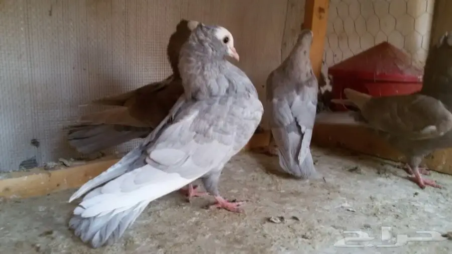 للبيع هزاز موكيه طبتين إخوان (image 1)