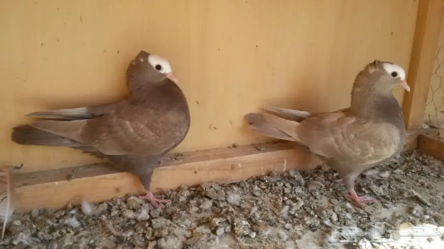 للبيع هزاز موكيه طبتين إخوان (image 2)