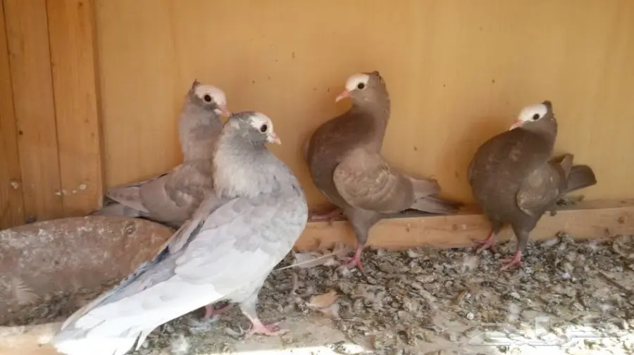 للبيع هزاز موكيه طبتين إخوان (image 3)