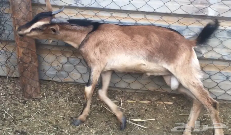 للبيع ..(5)...جفار يمنية (image 6)