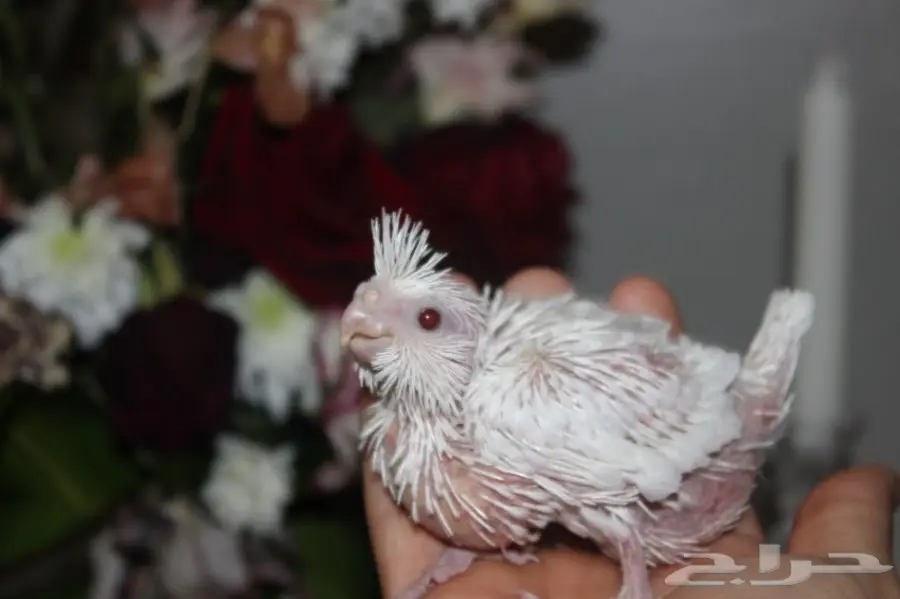 فرخ كروان ألبينو و روز تركواز (image 1)